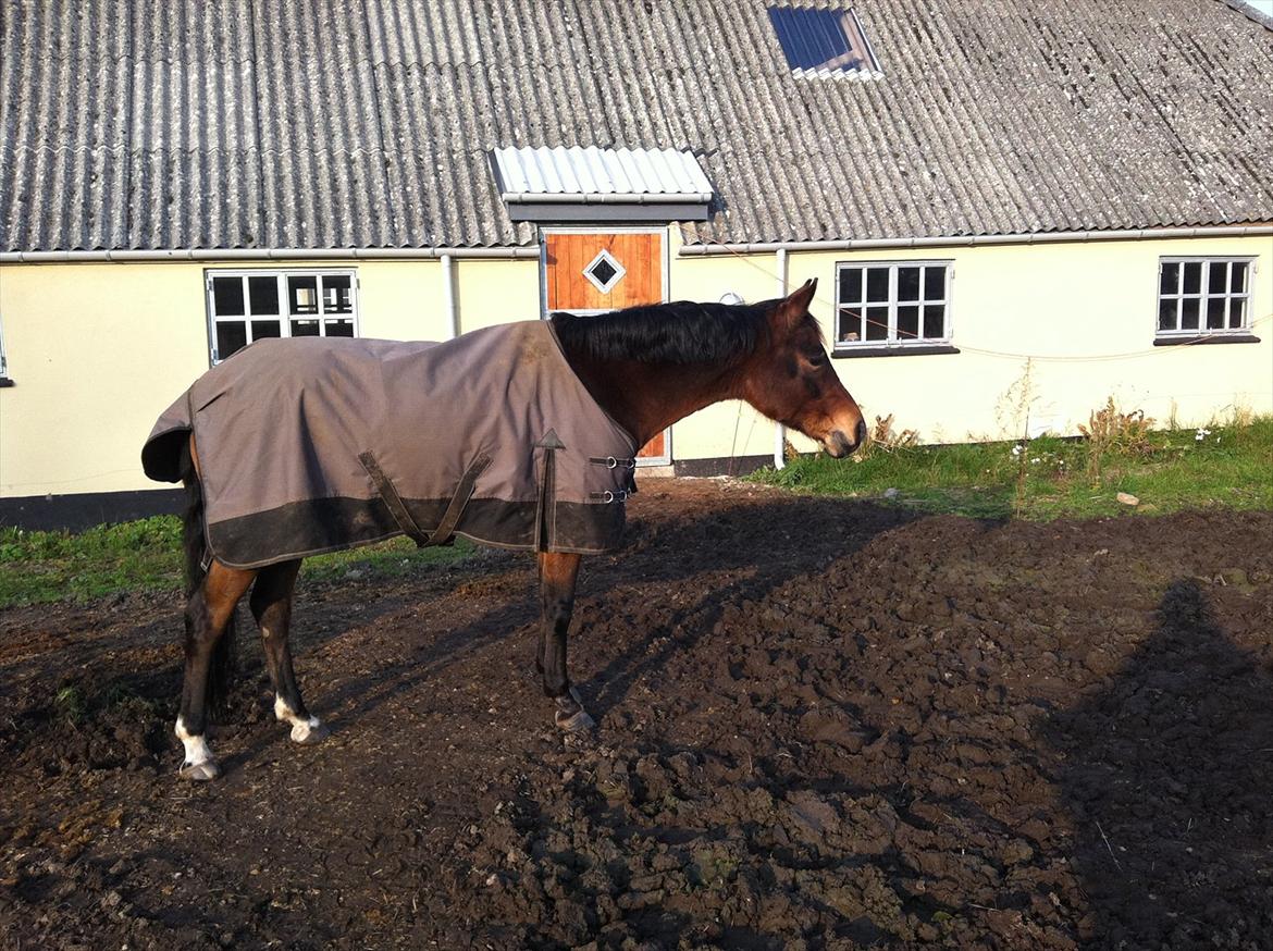 Tysk Sportspony Louisiana billede 11