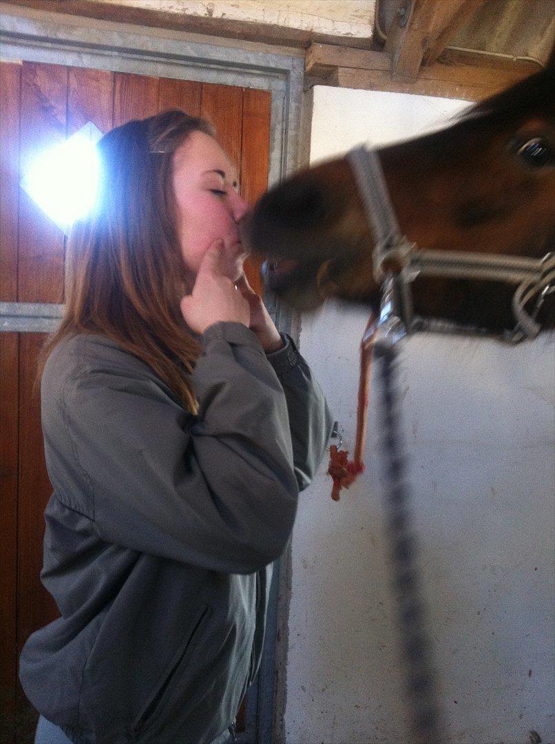 Tysk Sportspony Louisiana billede 12