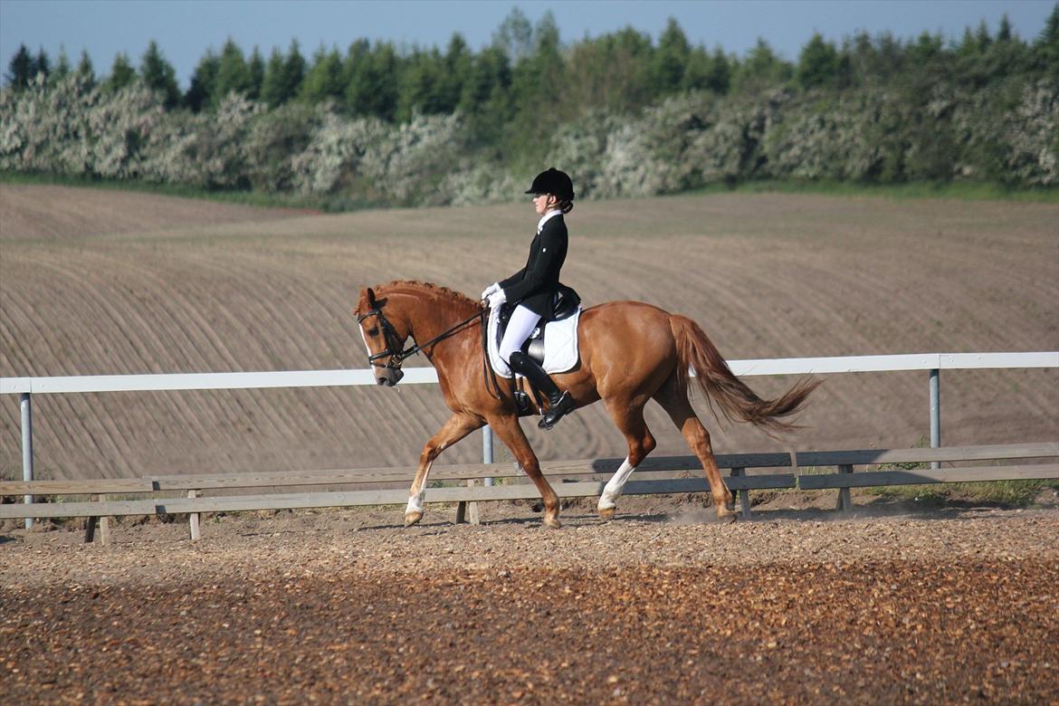 Welsh Partbred (Sec F) Bjerregårds Sheik - i himlen<3 - LA6 til 67,6% <3 billede 12