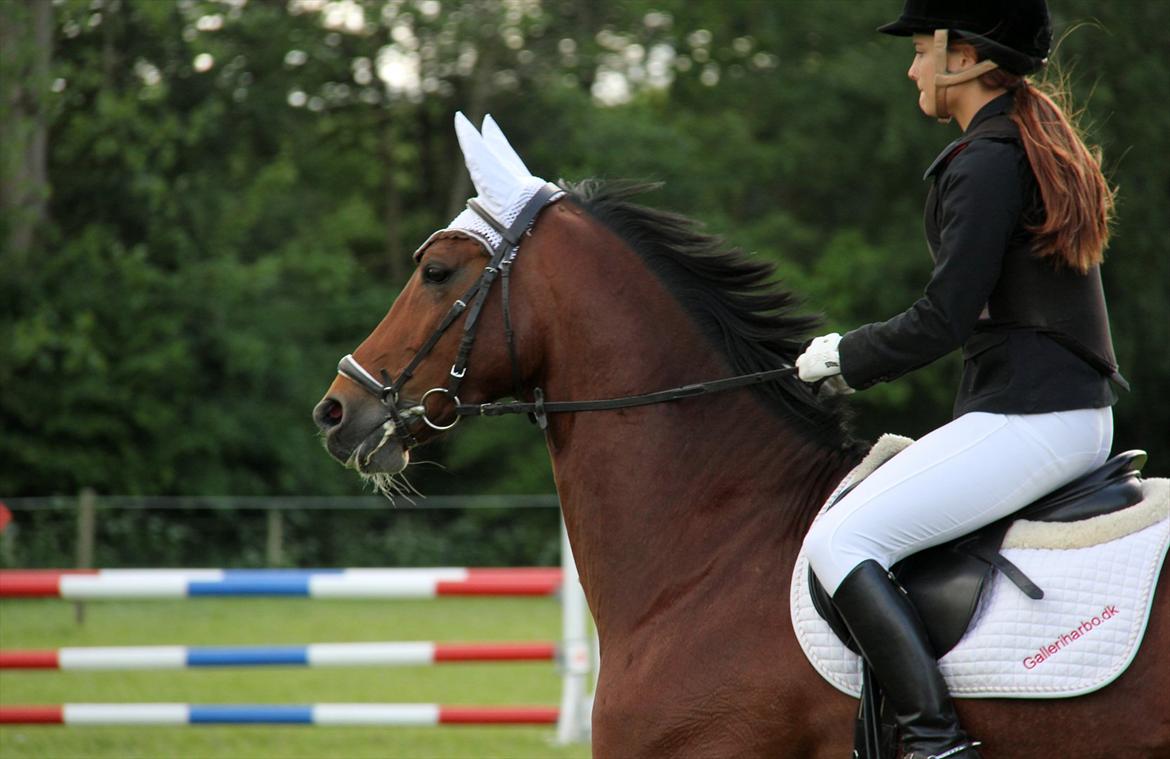 Dansk Varmblod CAMMELOT - Stævne på Killerup Rideklub d. 3 juni 2012. LE billede 16