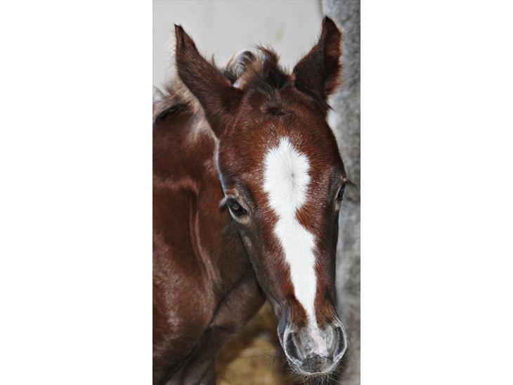 {{currentPhoto.altText}} billede {{currentPhoto.number}}