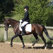 Anden særlig race Safir