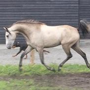 Welsh Partbred (Sec F) Zileen