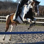 Irsk Sportspony Golden Hallo