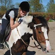 Irsk Sportspony Golden Hallo