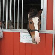 Irsk Sportspony Golden Hallo