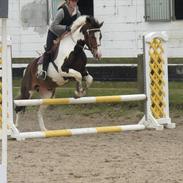 Irsk Sportspony Golden Hallo