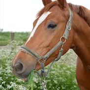 Anden særlig race ¬ DJAPPA THE HOT {Nadas} <3 [Min]