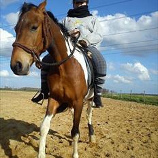 Pinto Robin - Loppe *Solgt*