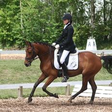 Hollandsk Sportspony Orchid's Dynamite