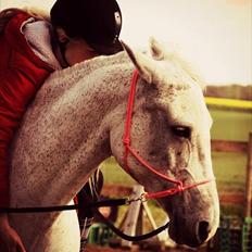 Shagya Araber (SH) Sv's O'balina Lightwood<3