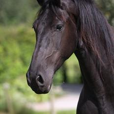 Frieser Wieke Marieke 