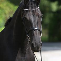 Frieser Wieke Marieke 