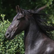 Frieser Wieke Marieke 