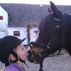 Welsh Pony (sec B) Lyngvejens Malu