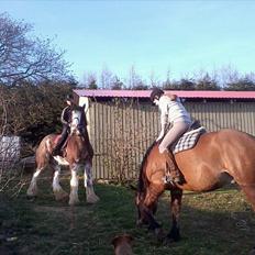 Clydesdale Howgillside Ideal Boy (RIP)