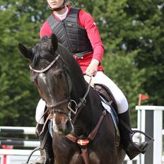 Hollandsk Varmblod Tim Town