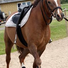 New Forest Bøgelys Bøg(Solgt)