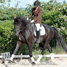 Dansk Varmblod Kastlund Diango (Solgt)