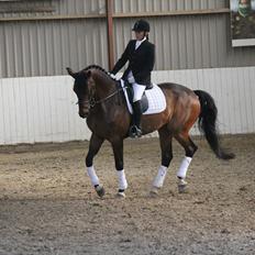 Dansk Varmblod Mi Grande