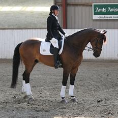 Dansk Varmblod Mi Grande