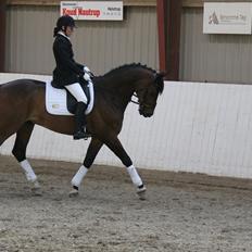 Dansk Varmblod Mi Grande