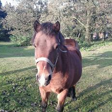 Welsh Partbred (Sec F) Kroghsgårds Elvis
