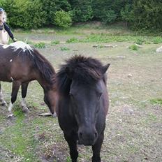 Anden særlig race Misti