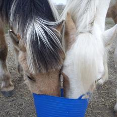 Irish Cob Crossbreed Ryttergaarden's Jiya (tidl. Tøsen)