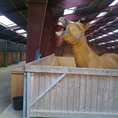 Paint Snowy Scooter Mccue