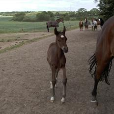 Dansk Varmblod Believe In Me