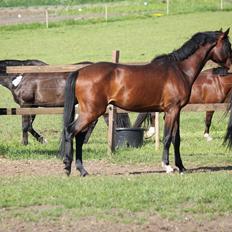 Anden særlig race Bogart