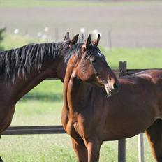 Anden særlig race Bogart