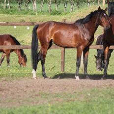 Anden særlig race Bogart