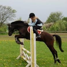 New Forest Goldhorn's Mauritia