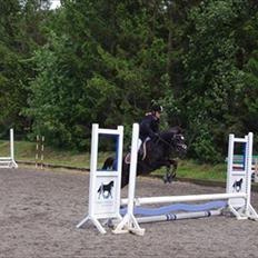 New Forest Goldhorn's Mauritia