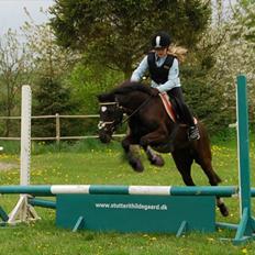 New Forest Goldhorn's Mauritia