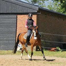 Anden særlig race Millenium Star    -Dressur stjerne<3