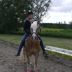 Haflinger Oscar ~Du er guld værd, min ven.~