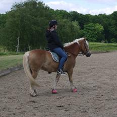 Haflinger Oscar ~Du er guld værd, min ven.~