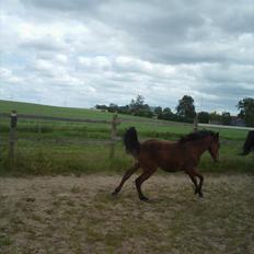 Anden særlig race Sir Monty Phyton