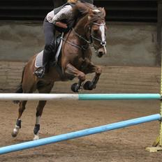 New Forest Orchid's Champer<3 solgt :'-(