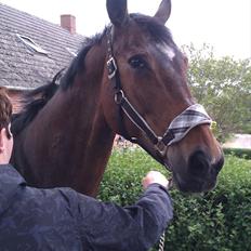 Dansk Varmblod Pacific Bøgeskovgård ( Mors )