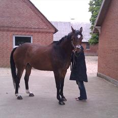 Dansk Varmblod Pacific Bøgeskovgård ( Mors )