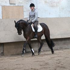 Dansk Varmblod Grangårdens Neptun (SOLGT)