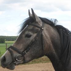 Arabisk fuldblod (OX) Skovly´s akisiah ox