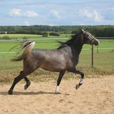 Arabisk fuldblod (OX) Skovly´s akisiah ox