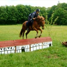 Tysk Sportspony Bacardi