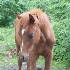 Anden særlig race Enghavegårds Shan