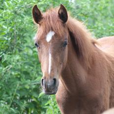 Anden særlig race Enghavegårds Shan